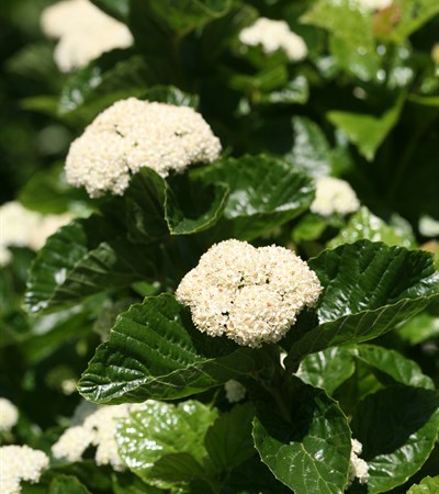 Viburnum All That Glitters®